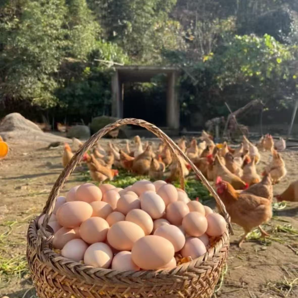 农家散养新鲜土鸡蛋谷物喂养营养健康现捡现发50枚
