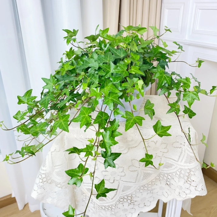 枫叶常春藤吊兰室内阳台好养懒人好养壁挂挂墙绿植盆栽可水培土培