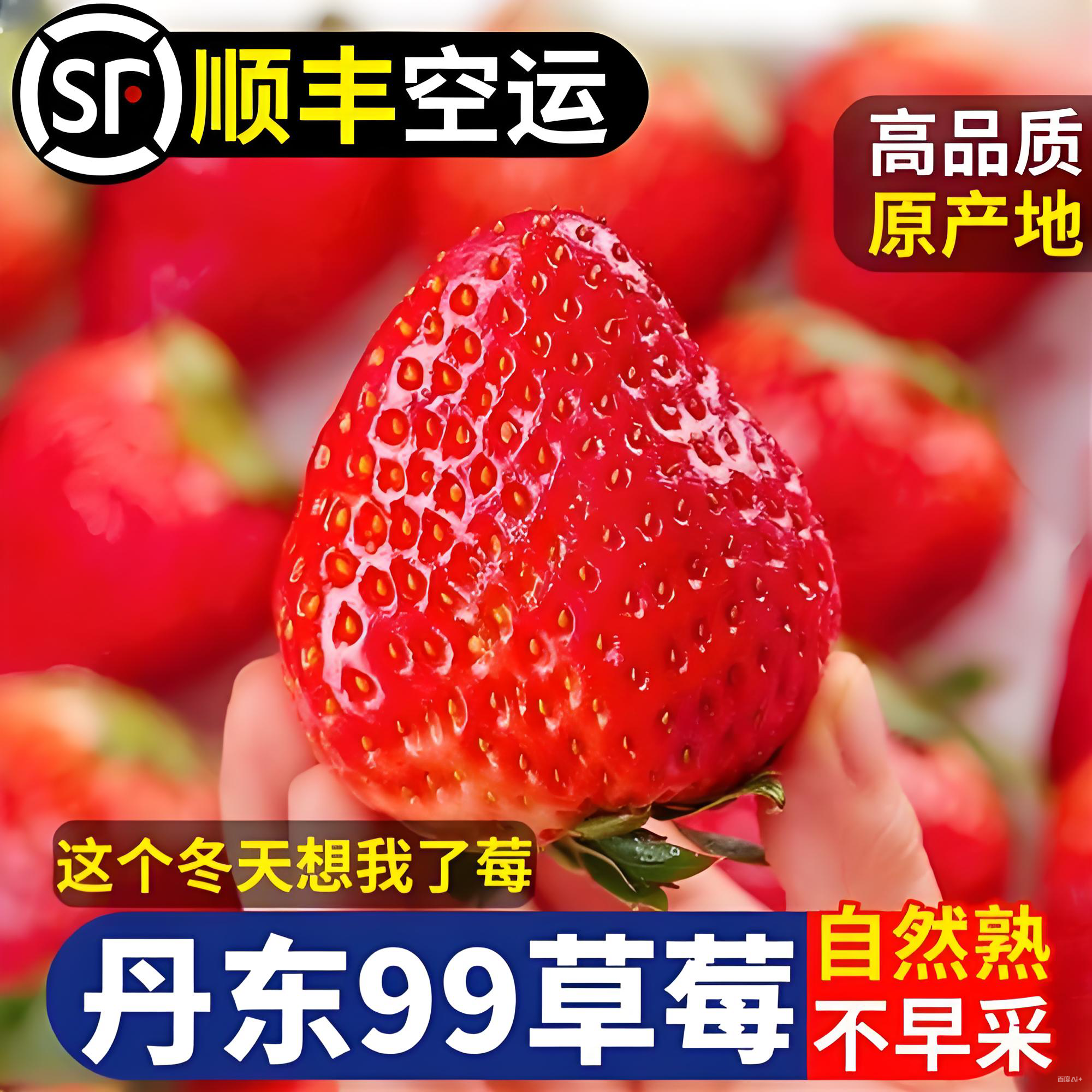 {大果2～3斤}正宗丹东九九草莓现摘现发