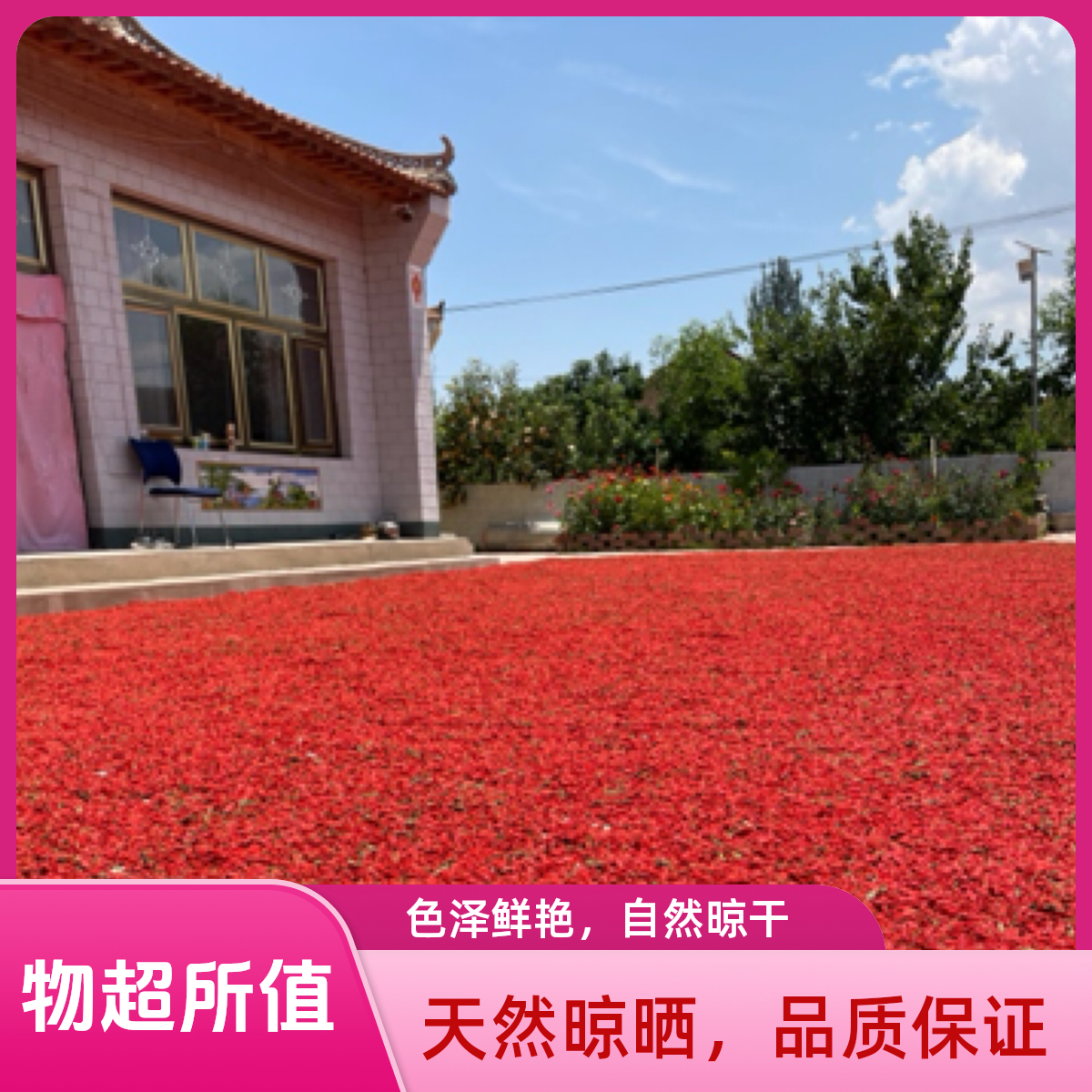 宁夏头茬枸杞颗粒饱满无熏染新货