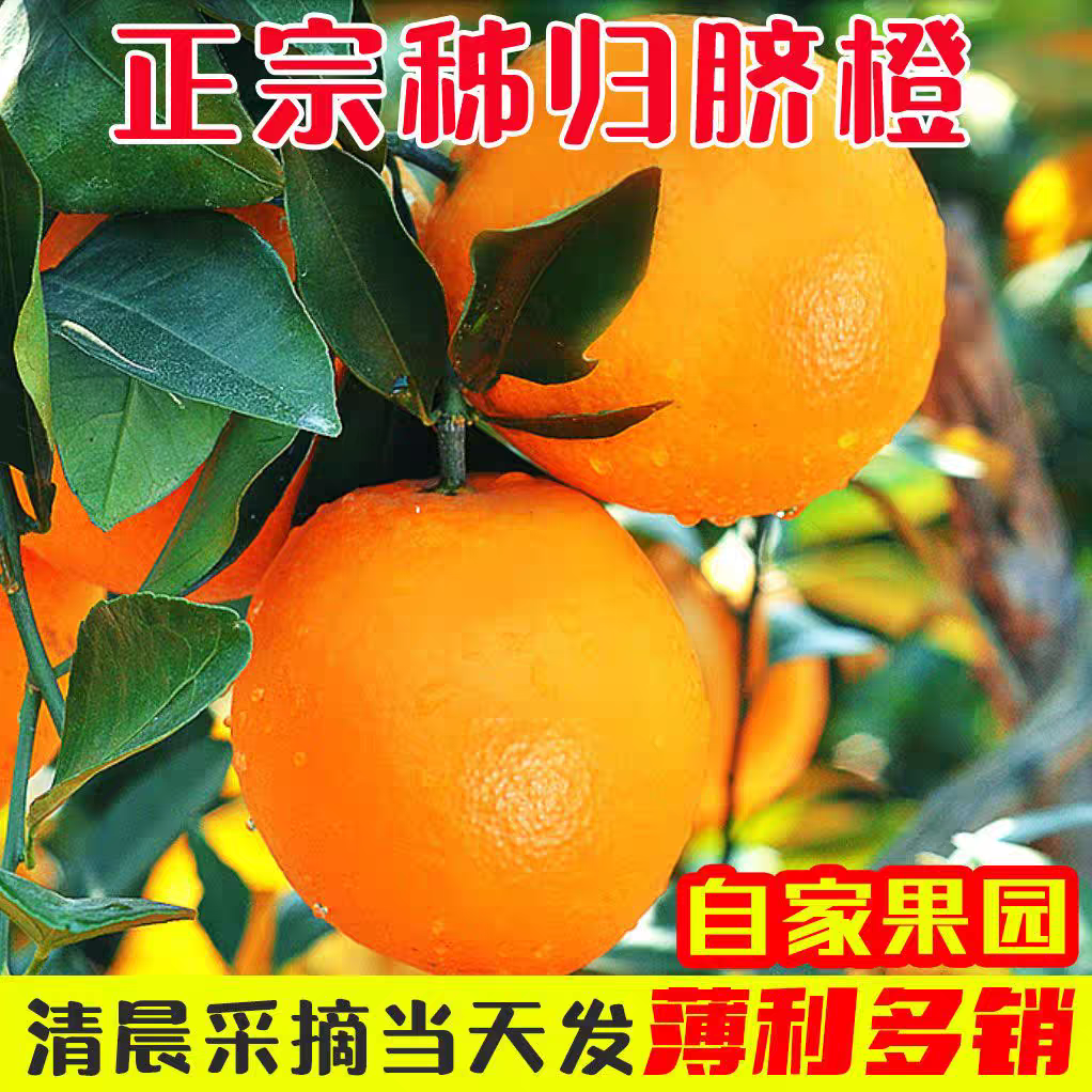 现摘秭归高山纽荷尔脐橙当季新鲜甜橙源自三峡 赣南脐橙同款橙子