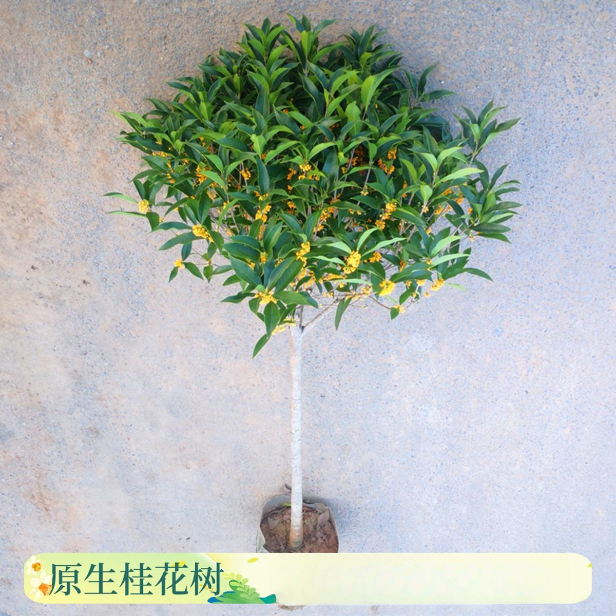 桂花树苗四季桂大型花卉八月庭院原生高杆金丹天香台阁沉香地盆栽