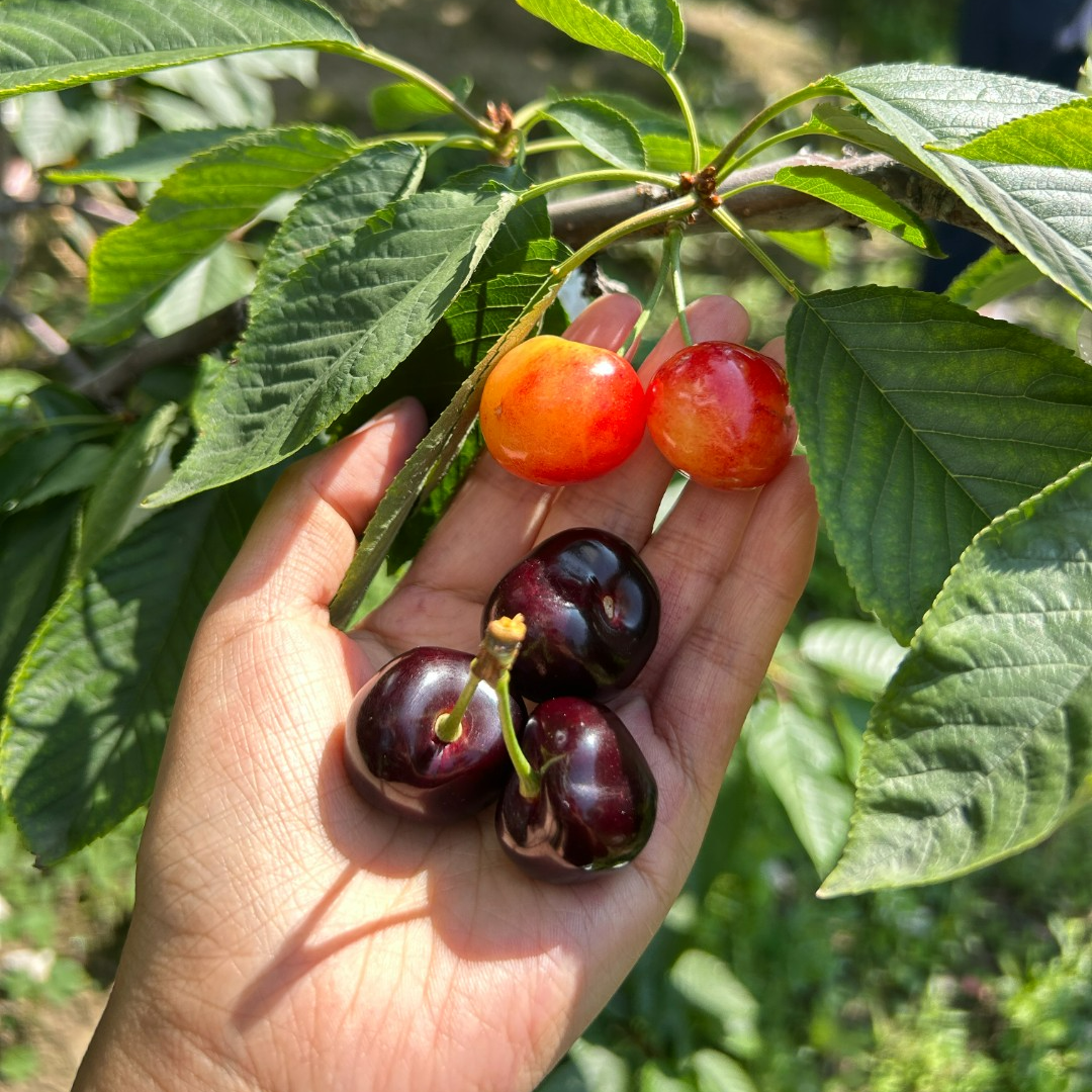 汉源车厘子树苗【1年苗】混合搭配品种齐全