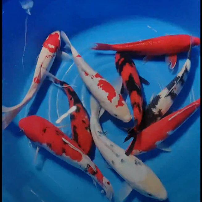 不包邮锦鲤观赏鱼红白大正