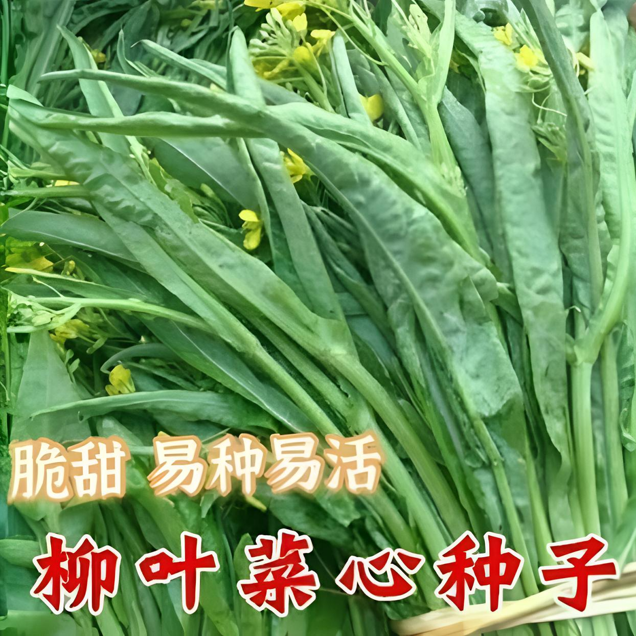 【柳叶菜心种子】柳叶卷心菜春秋冬播种菜苔种子