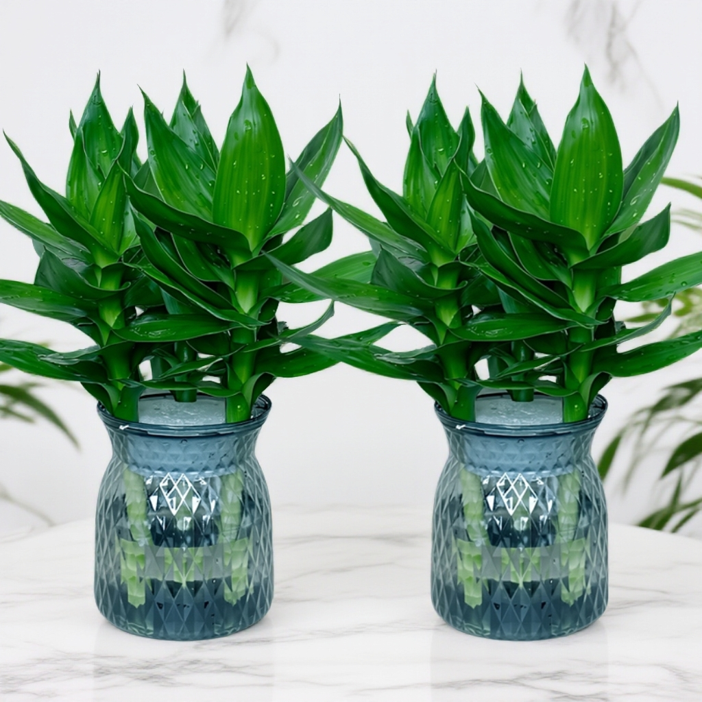 【买一送一】观音竹富贵竹花卉水培绿植绿萝室内盆栽转运竹净化空气