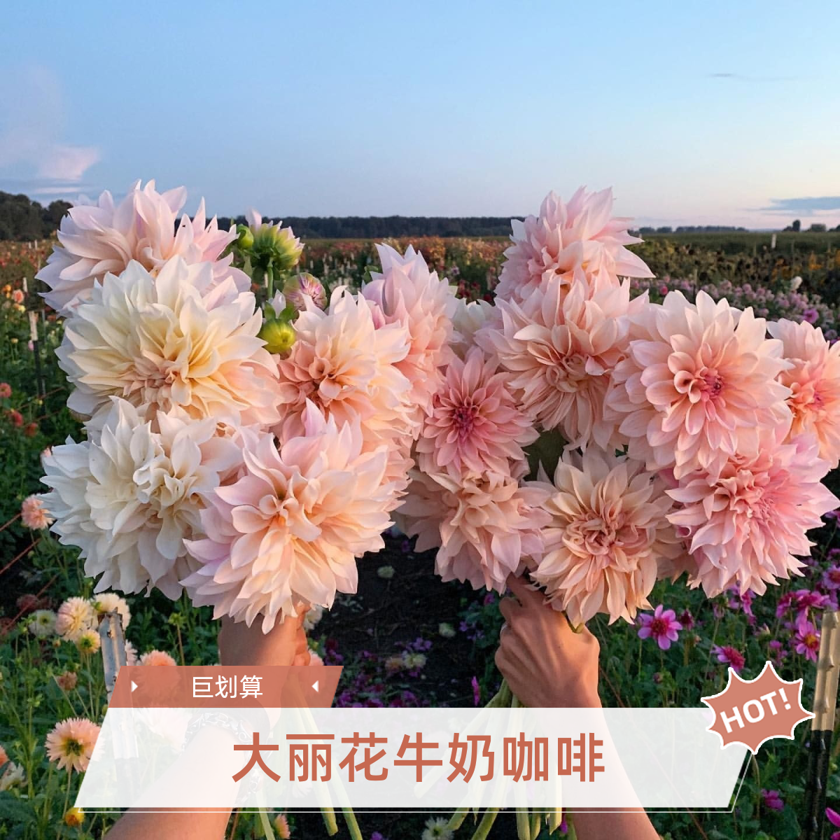 多年生大丽花种球  大花品种 盆栽地载室内室外耐寒耐热