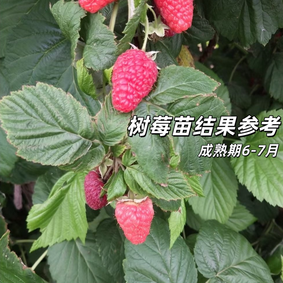 树莓苗双季树莓覆盆子树苗黄红树莓苗南方北方盆栽地栽苹果树苗