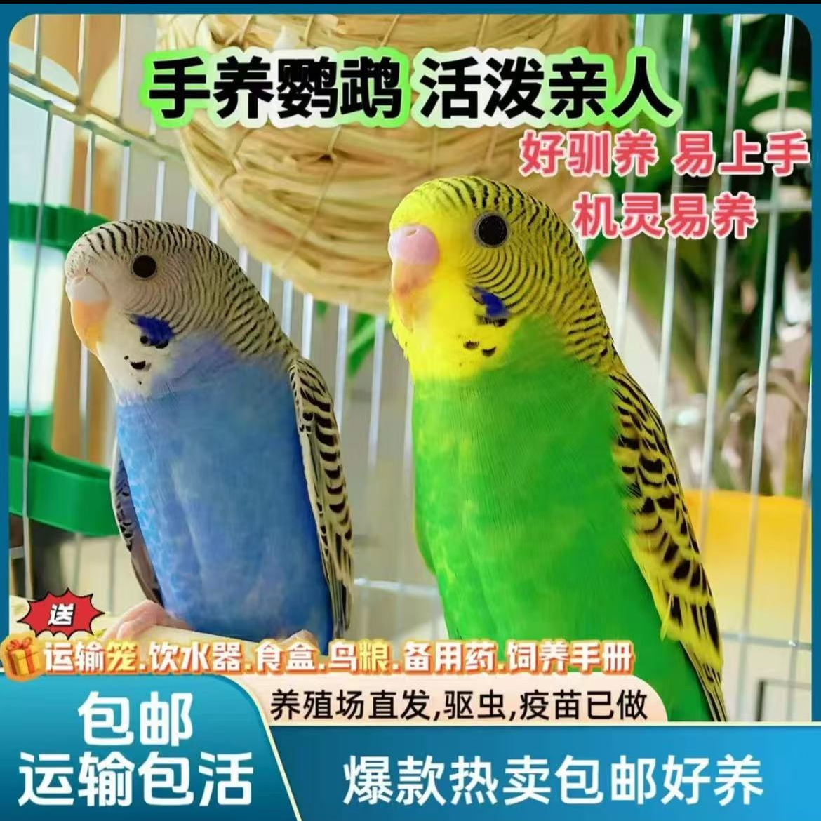 2只 会说话的彩色虎皮鹦鹉宠物鸟手养亲人上手不咬人