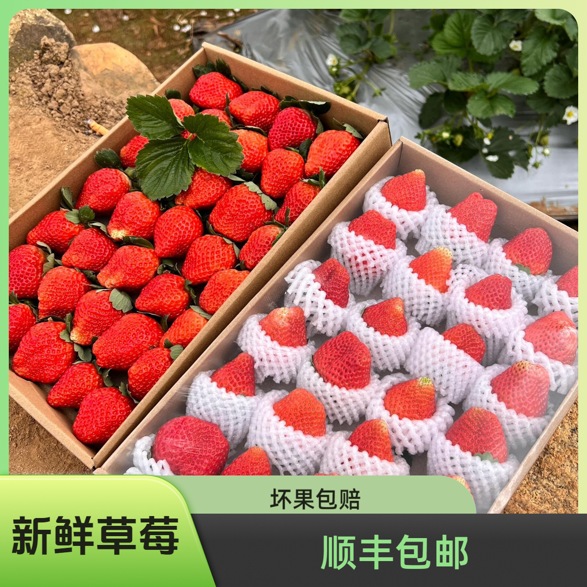 【顺丰京东】山东草莓新鲜现摘包邮奶油草莓水果批发非丹东便宜孕妇