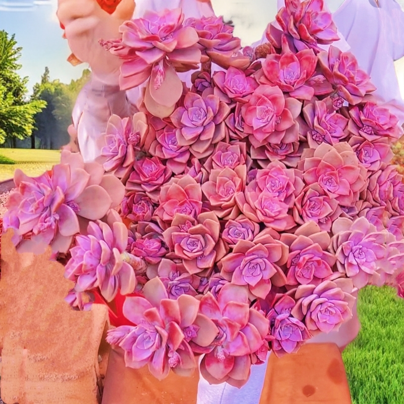 超大紫乐30公分巨无霸 阳台庭院多肉植物 净化空气 老桩好养植物