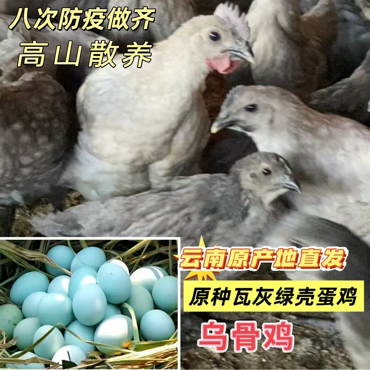 宠物鸡云南灰毛土鸡黑脚黑肉8次防疫齐全1.6斤顺丰包邮发货好养