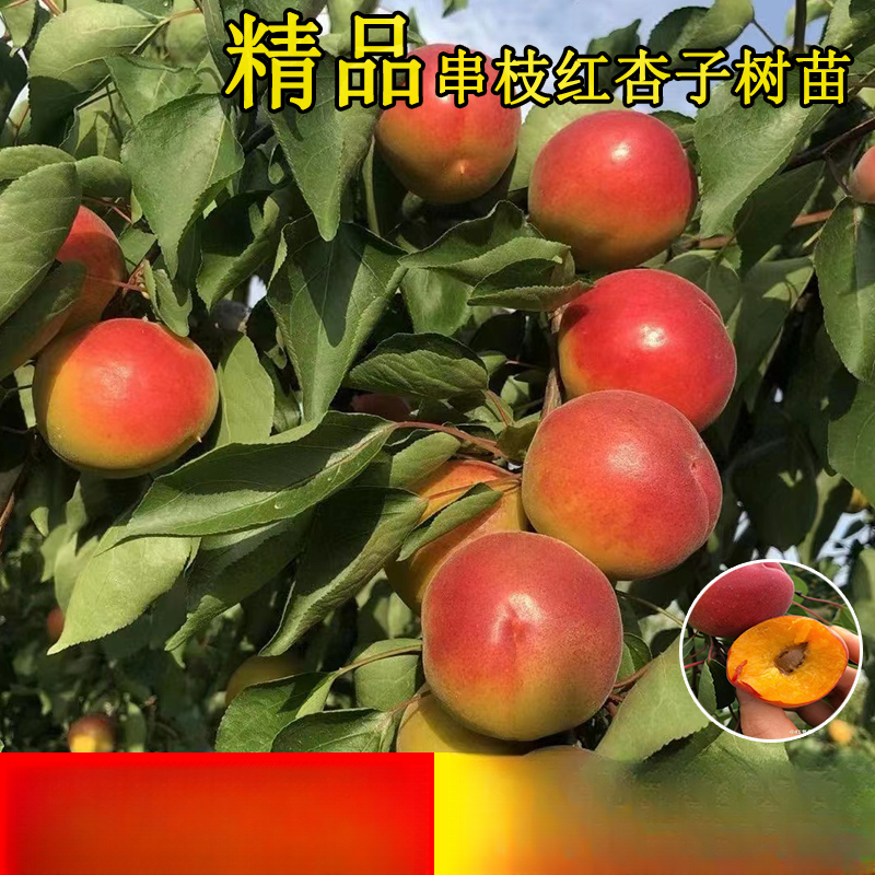杏树果苗嫁接串枝红杏树苗晚熟红丰杏子苗庭院盆地栽种植
