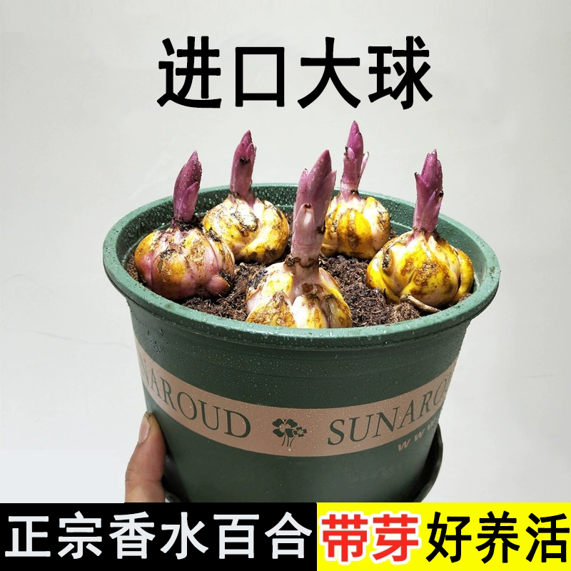 带芽香水百合花种球浓香型耐寒花卉室内外绿植盆栽