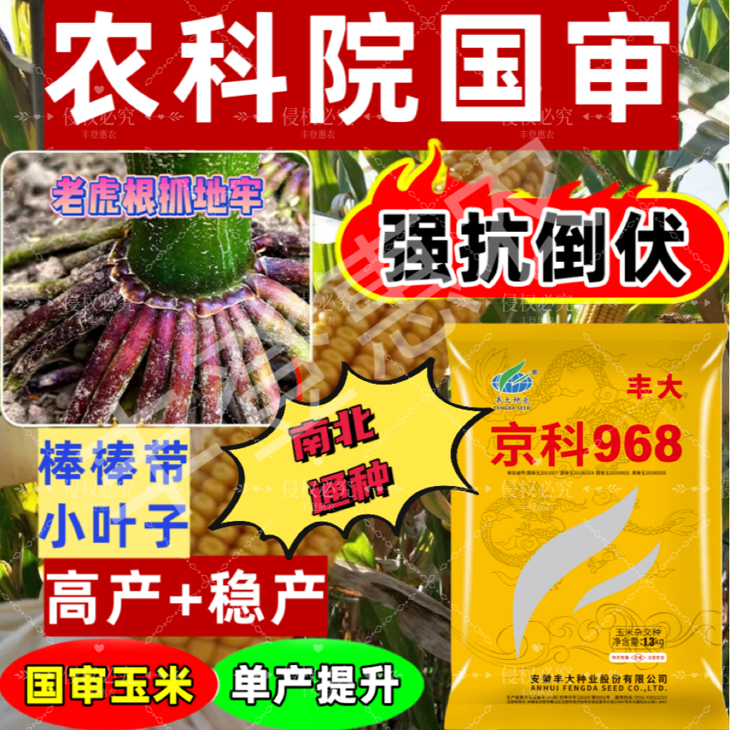 京科968玉米种子高产大棒原装正品矮杆大棒双棒基因头茬玉米品种