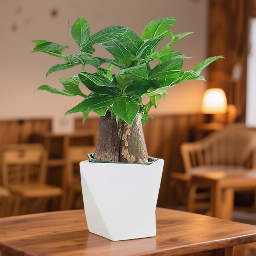 三杆发财树盆栽易活植物室内客厅小盆景四季常青内盆栽花卉咸