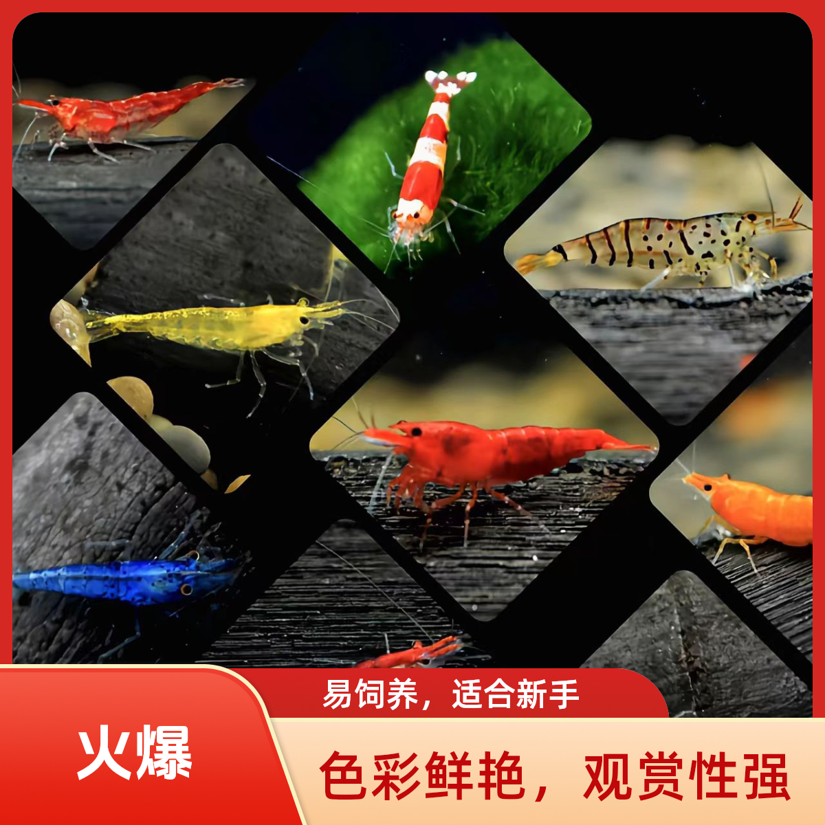 彩虾大小除藻虾鱼淡水0-33度包邮孔雀观赏鱼虾黑壳虾除藻虾极火虾