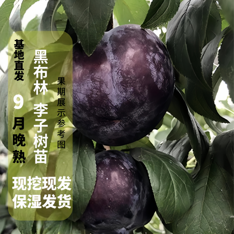 黑布林李树苗嫁接李子果树苗盆栽地栽南北方种植云南贵州四川脱毒