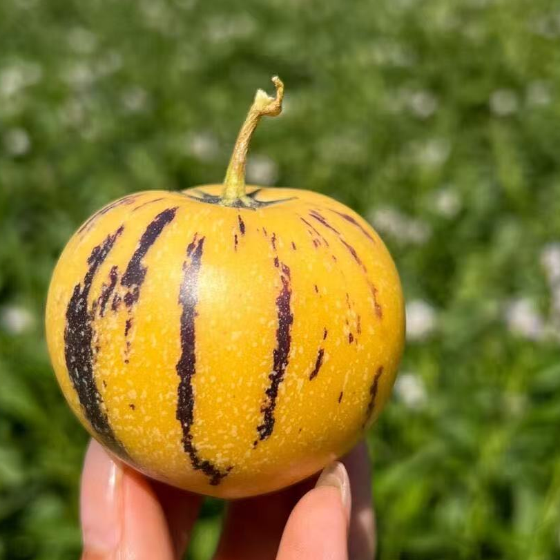 【现货-当天采摘】杨书记云南当季水果树上熟人参果清甜多汁带箱5斤