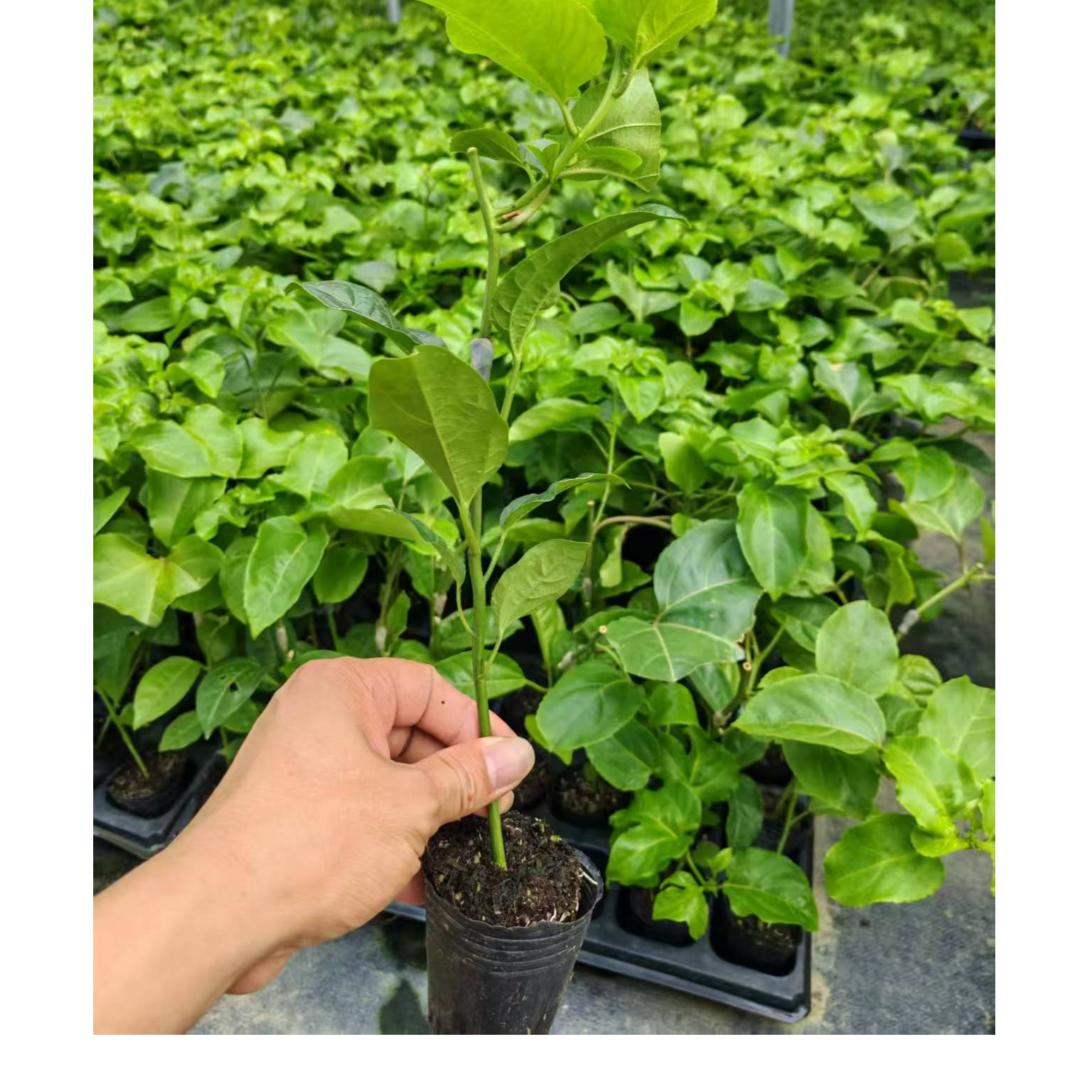 甜蜜黄金9号百香果果苗盆栽苗（南北方庭院适合种）水果树苗