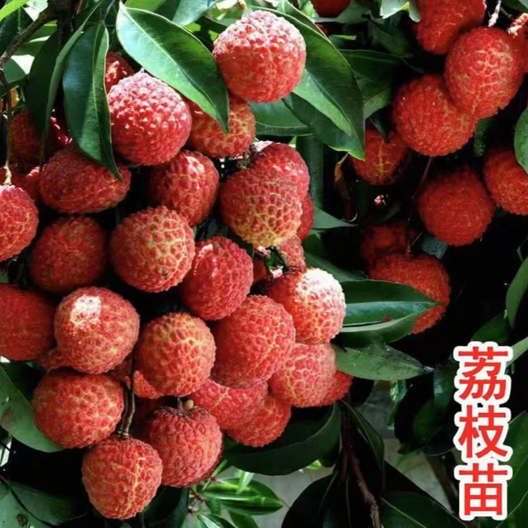 【正宗荔枝树苗】当年结果盆栽地栽阳台庭院种植无核荔枝苗果树苗24