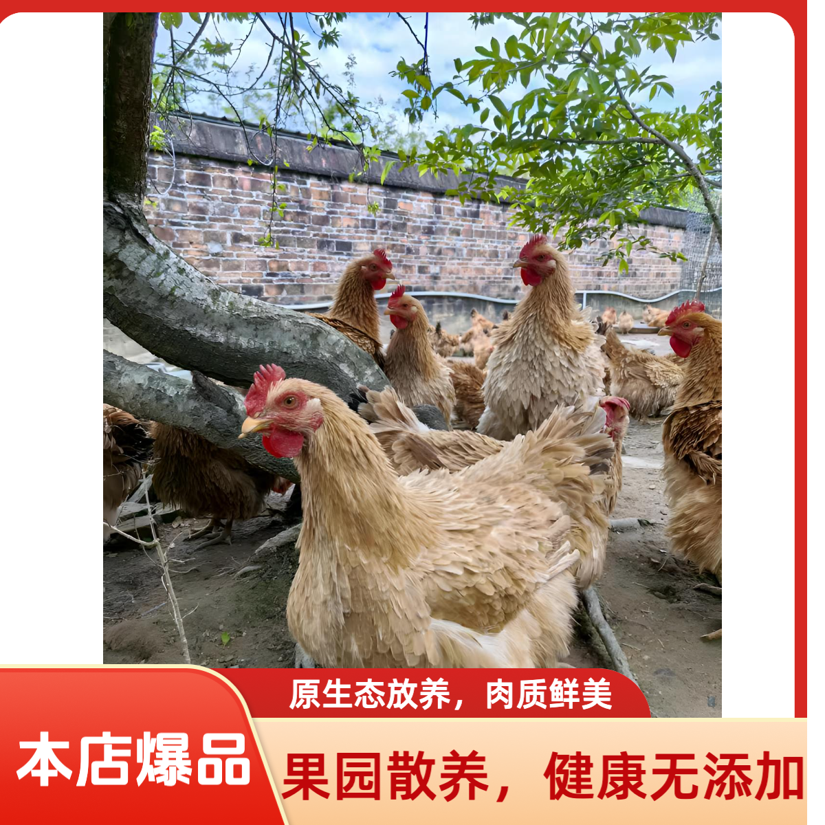 赠老白鸽一只 新鲜现杀农家果园散养麒麟鸡 皮脆肉嫩 京东次日达