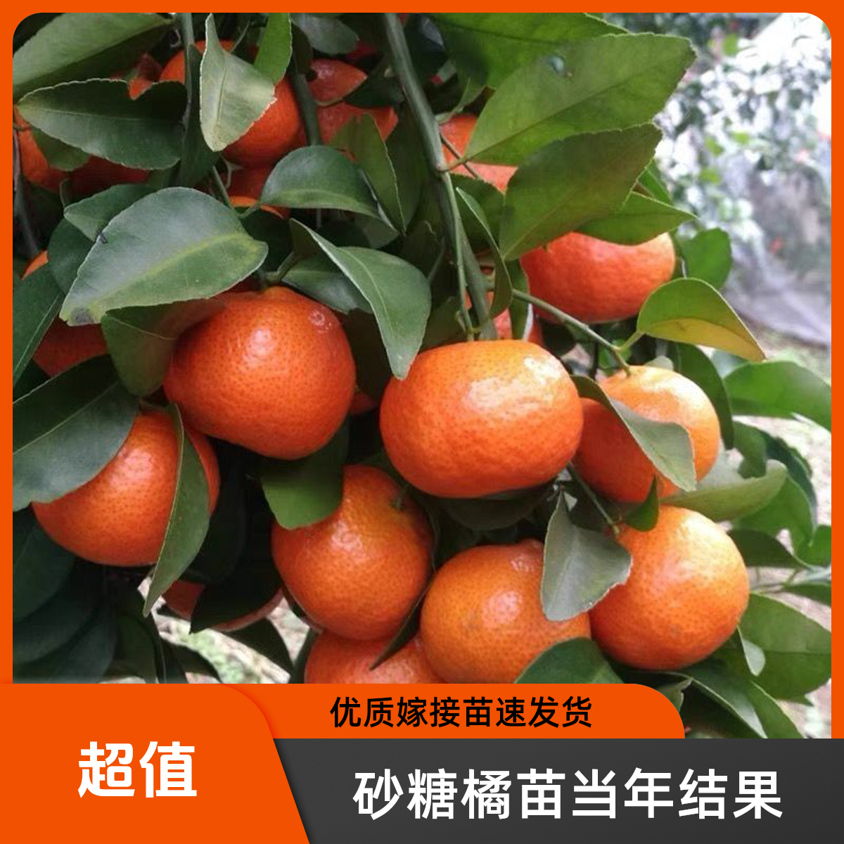 正宗嫁接广西无籽砂糖橘树苗无核蜜桔南北方盆地栽果树苗当年结果