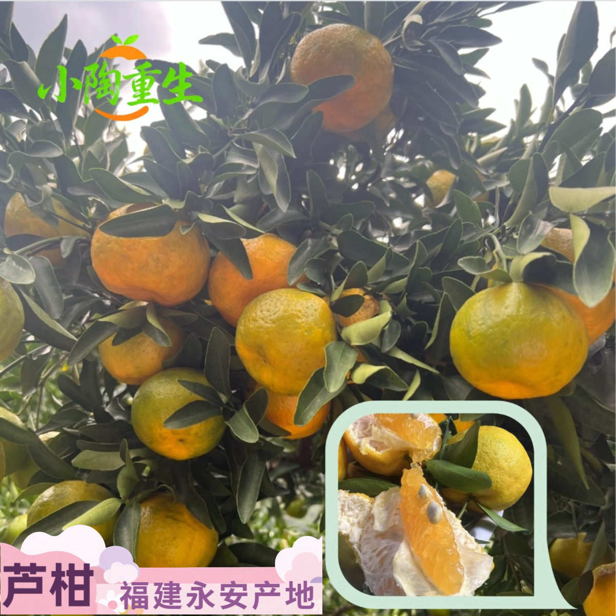 福建永安芦柑，应季水果 自家果园 肉脆汁多