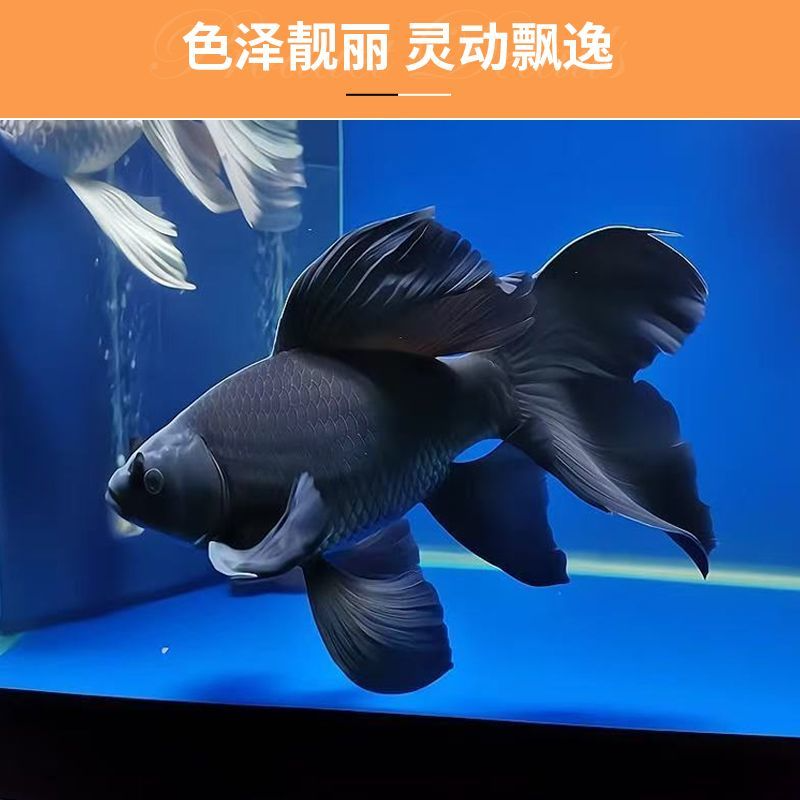纯种精品蝴蝶鲤墨蝶好养耐活观赏鱼养殖场直发活体蝴蝶龙鲤混养