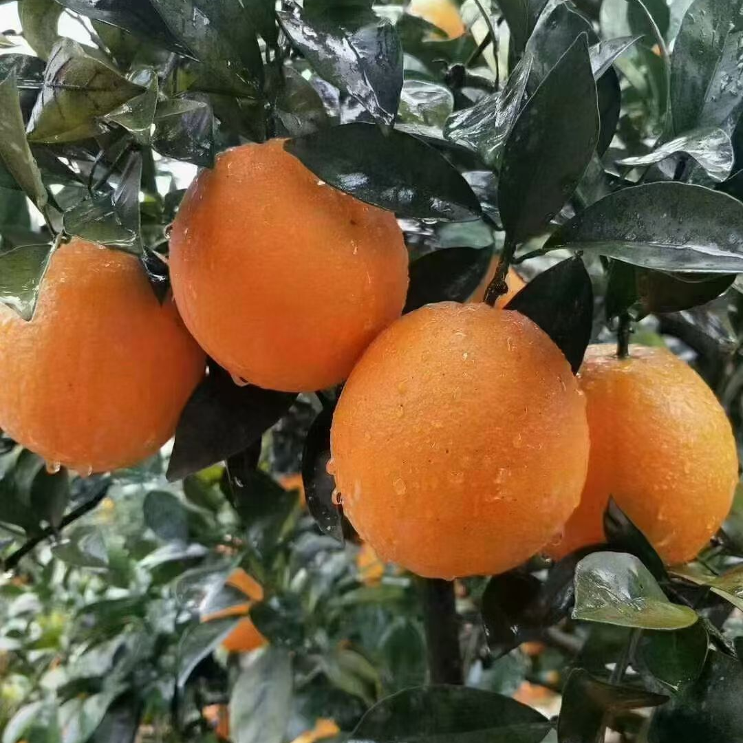 【石门纽荷尔脐橙】 新鲜采摘 现采现发5斤/9斤顺丰包邮 送开橙器