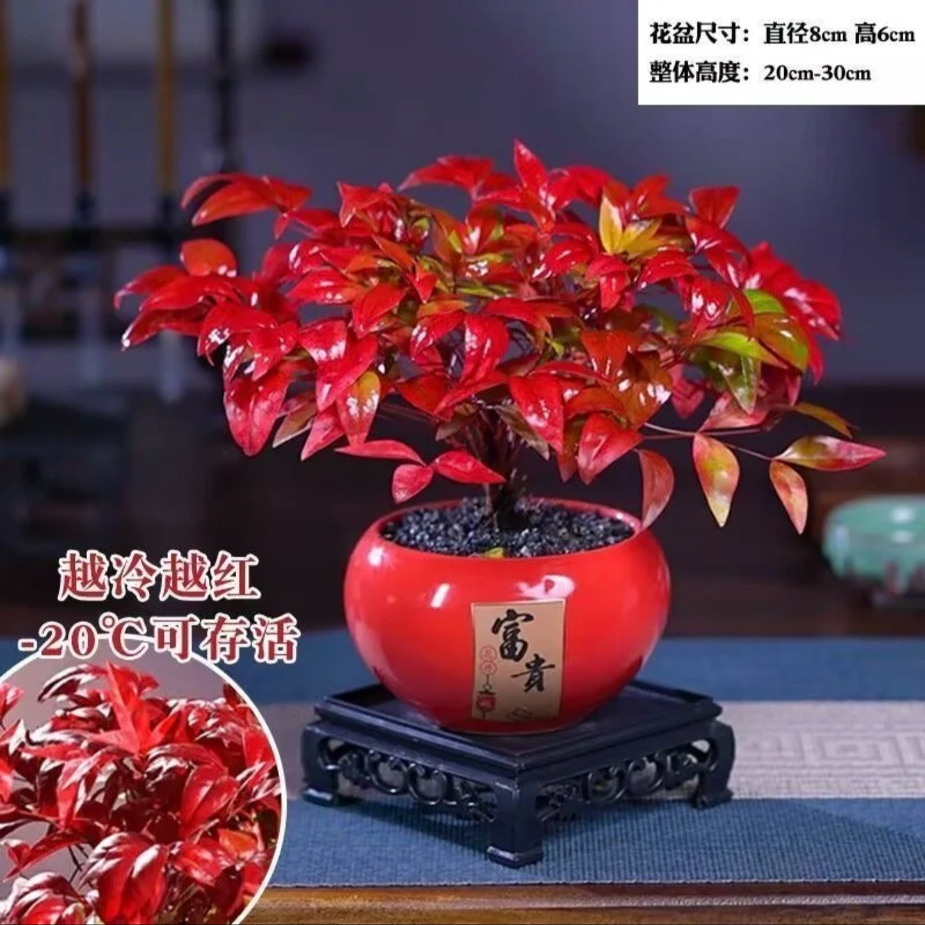 （越冷越红年宵花）耐寒又好看的火焰南天竹年宵花室内盆栽