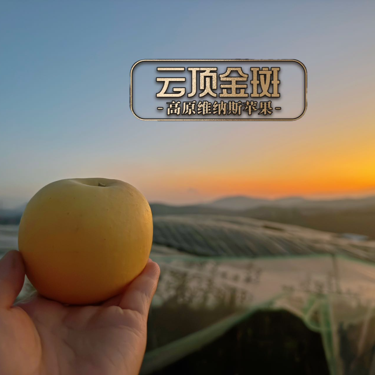 【顺丰发货】云顶金斑 云南维纳斯黄金苹果浓香浓甜（家庭装+礼盒装）