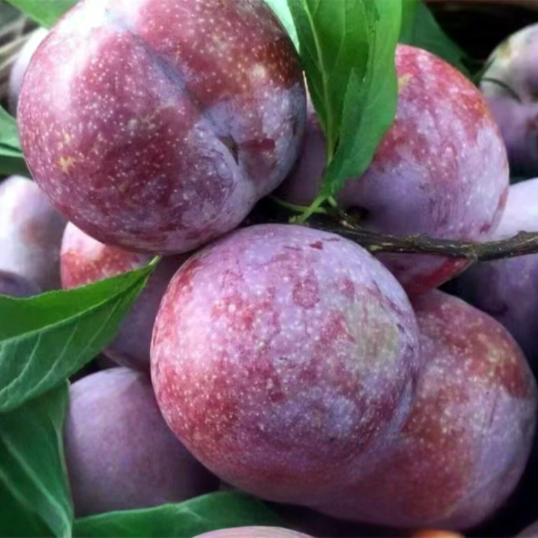 三华李树苗北方南方种植早熟三华李子果树苗阳台盆栽庭院