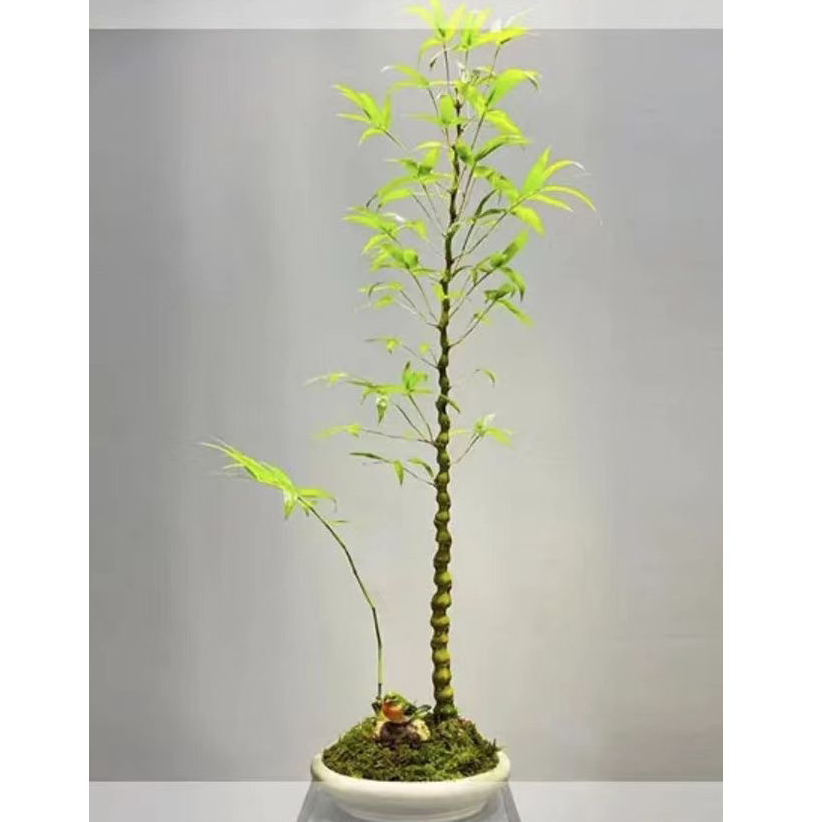 佛肚竹葫芦竹翡翠佛肚竹节节高四季常青桌面摆放盆栽竹子室内绿植