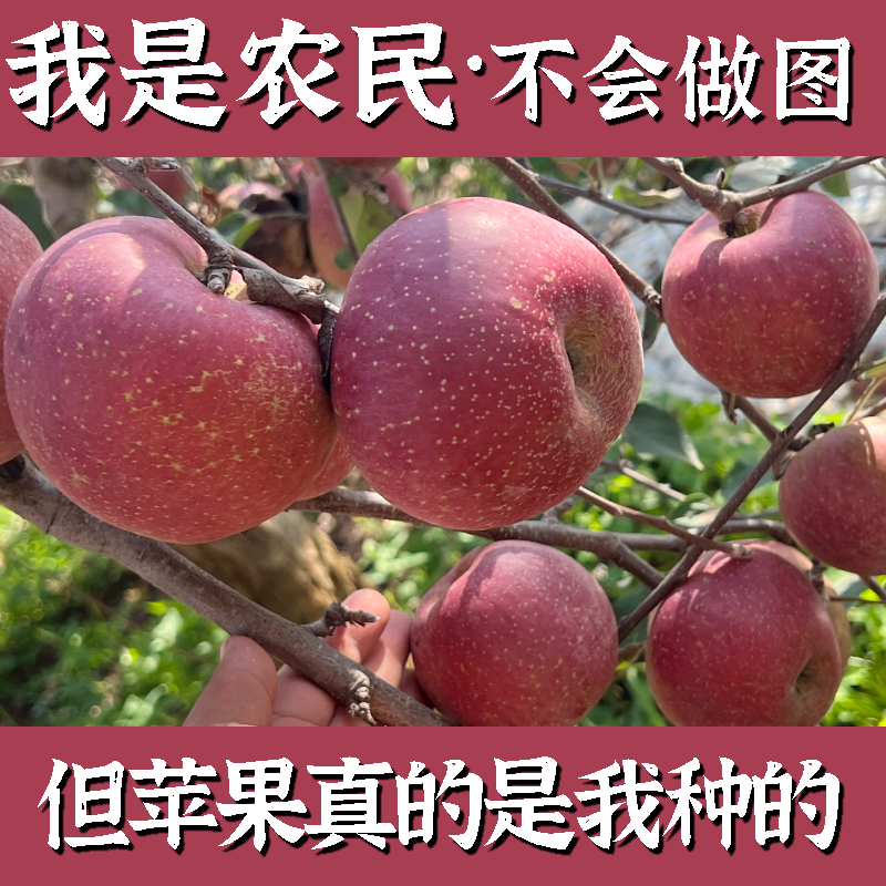 【AK】云南昭通红富士冰糖心丑苹果新鲜当季果园现摘现发