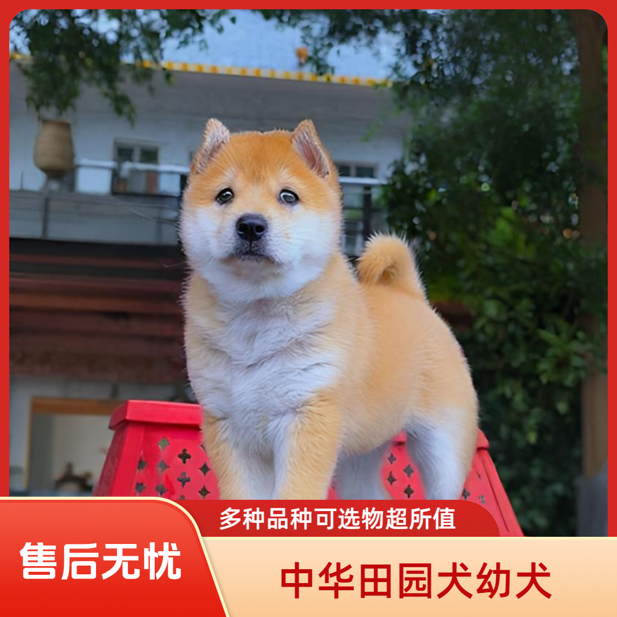 中华田园犬-黄狗白面/土松/铁包金/蓝精灵/山牛红等