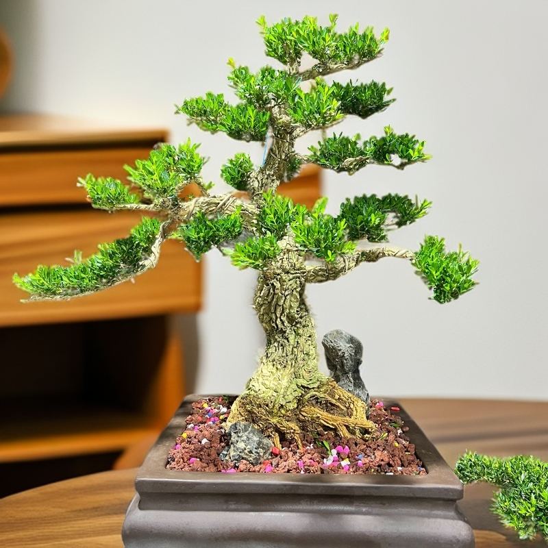 皱皮雀舌黄杨盆景老桩室内外造型独特四季常青绿植盆栽小型