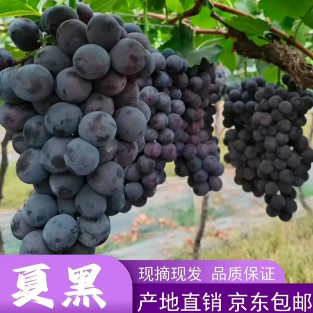 【京东直达】夏黑葡萄 当季新鲜 正宗有机特大蓝莓夏黑葡萄现摘现发