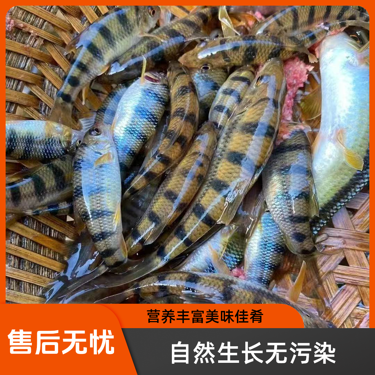 原生态淡水小河鱼溪石斑纯天然野采溪流溪石斑鱼光唇鱼