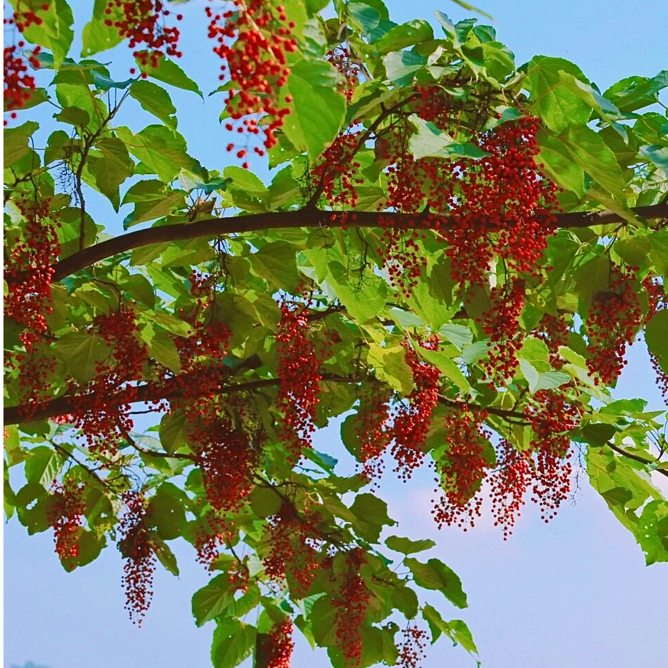 红玉山桐子组培苗水冬瓜油葡萄根系发达四季可种绿植工厂直发