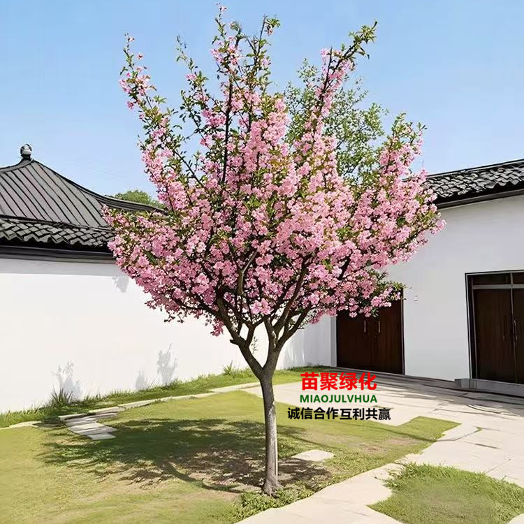 西府海棠北美海棠垂丝海棠花树苗2公分规格庭院植物室外开花好养