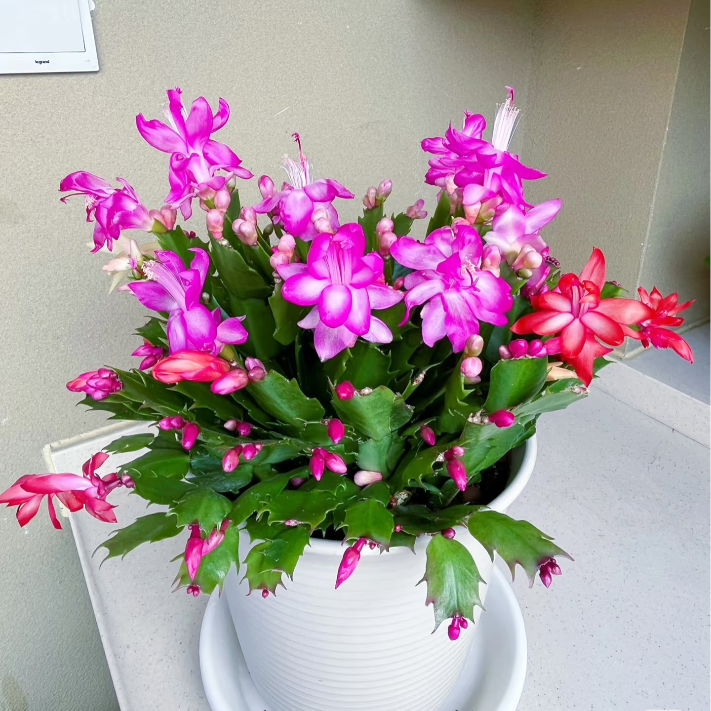 【新疆包邮】网红爆款双色蟹爪兰 爆花机器 四季开花