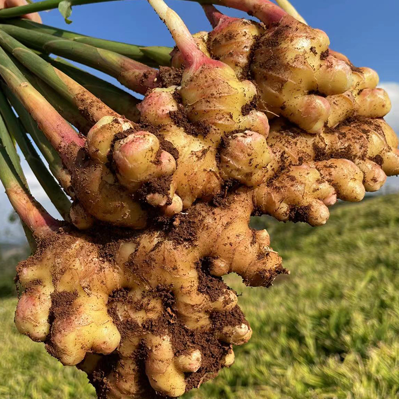 云南小黄姜高山新鲜浓郁辛辣产地直发l