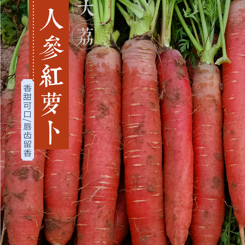 正宗陕西大荔沙地脆嫩甜水果萝卜新鲜现挖沙地红萝卜