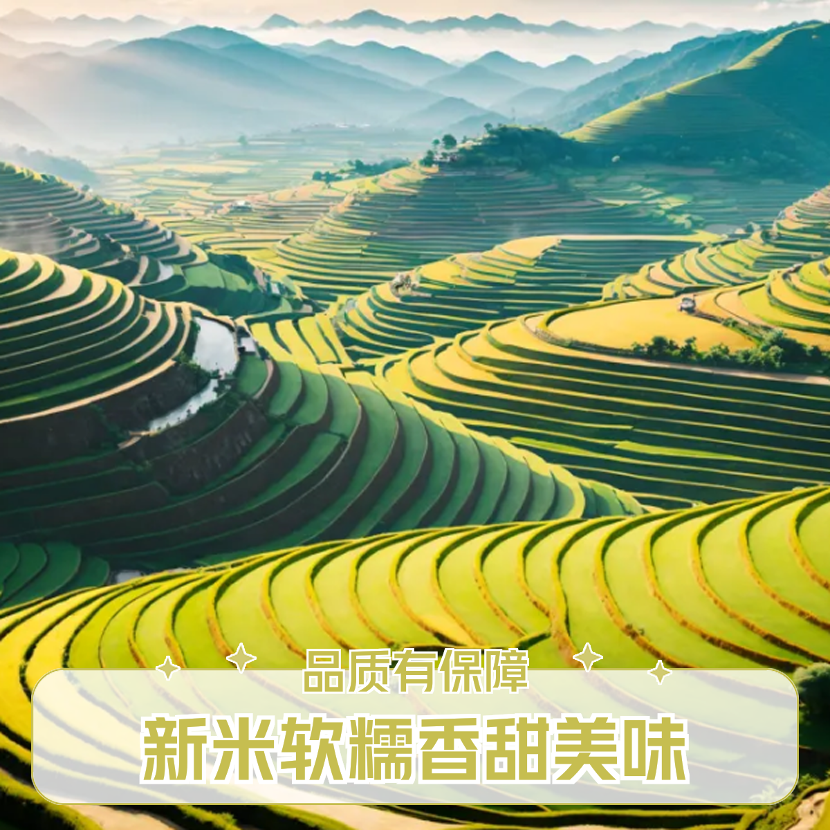 25新米软糯香贵朝米农村米乡下米梯田大米一年一季贵州梯田香米