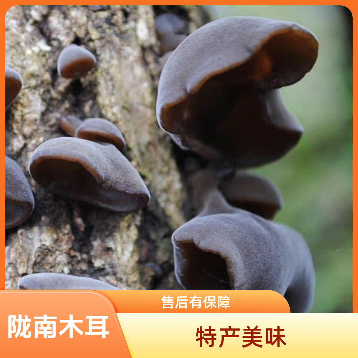 西秦岭原生态黑木耳小木耳500G椴木秋木耳口感脆嫩甘肃康县