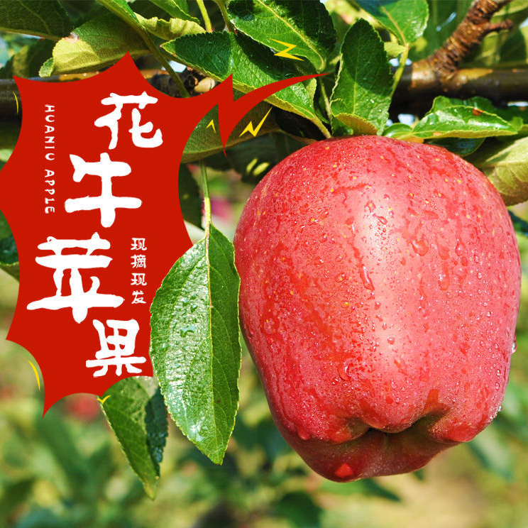 甘肃天水花牛苹果