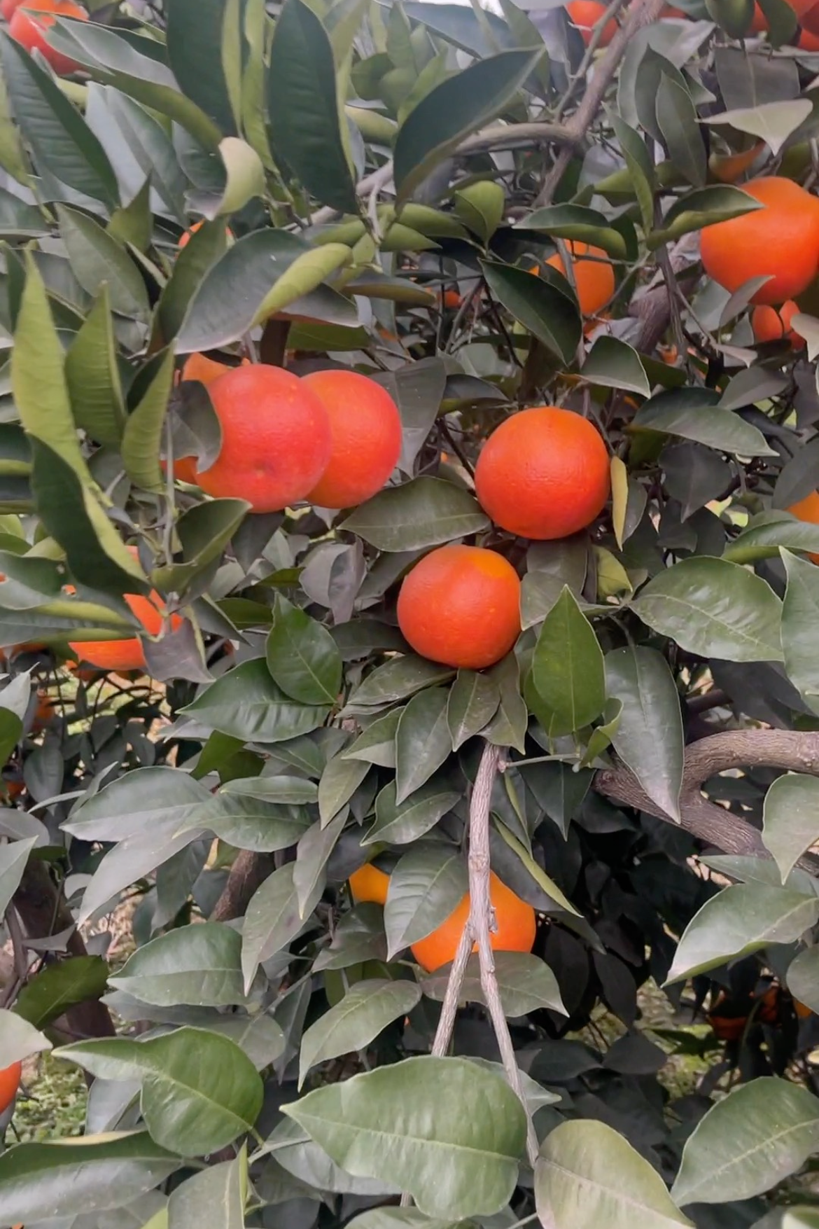 『 坏果包赔』四川塔罗科血橙新鲜水果包邮