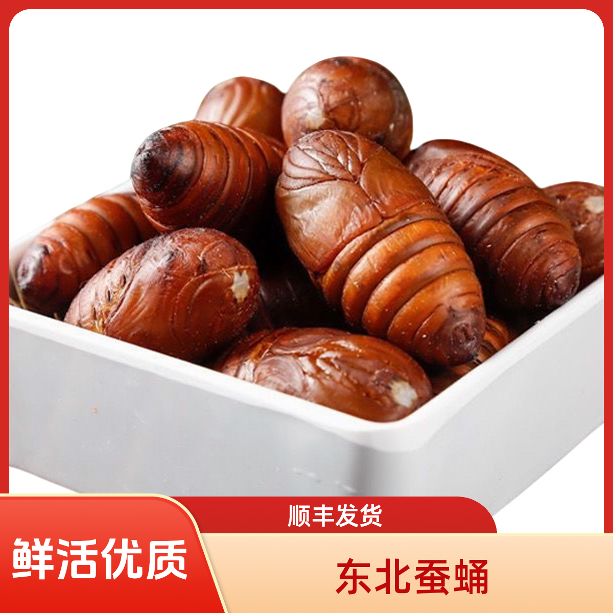 顺丰发货 东北特产鲜活蚕蛹优质黄茧蛹保鲜黑蝉蛹烧烤蚕蛹