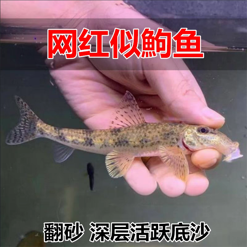 原生似鮈鱼清洁除藻翻砂冷水工具鱼淡水观赏鱼清洁翻沙推土机